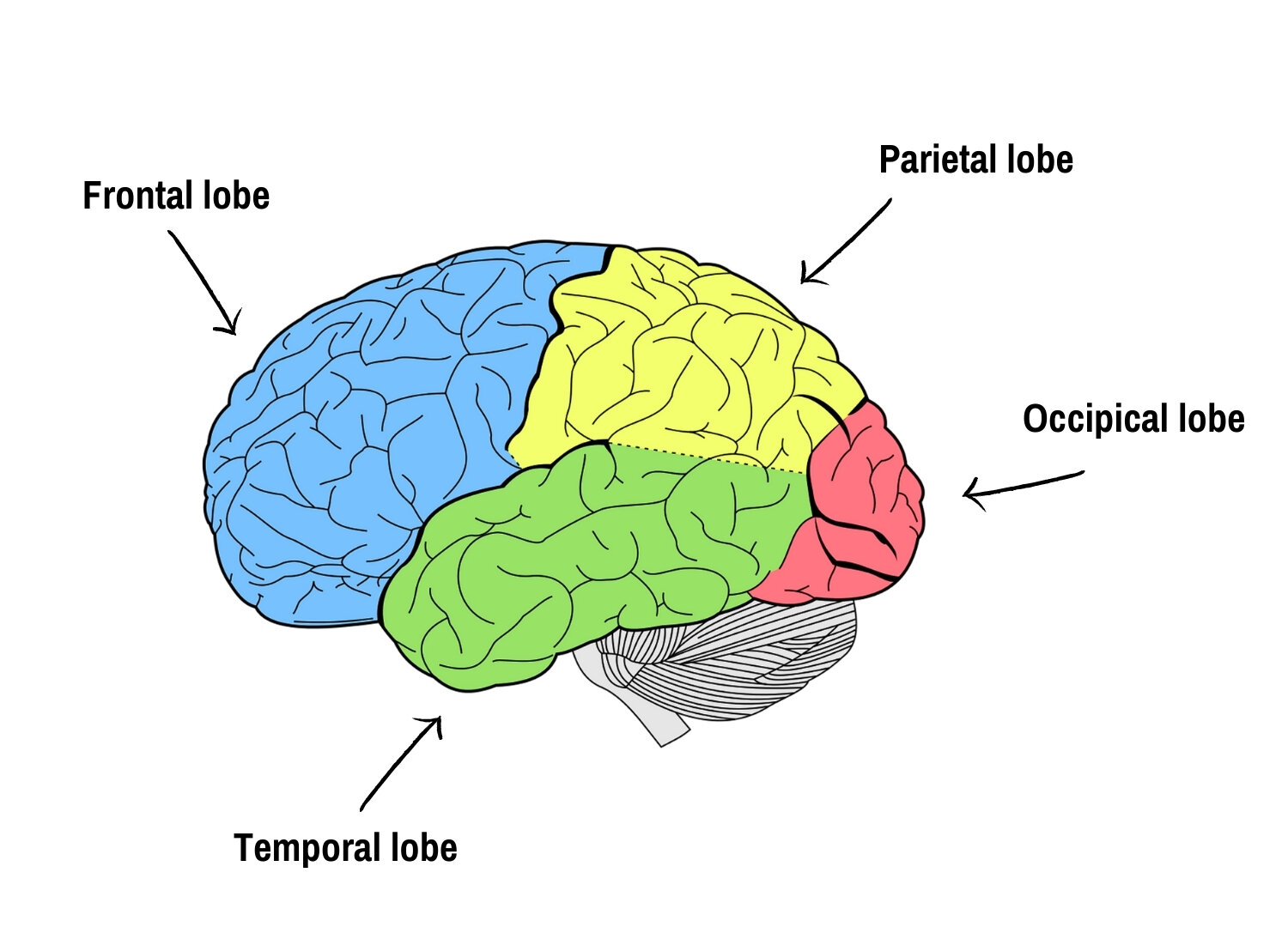 Cerebrum Lobes